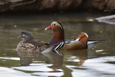 Ducks in a lake