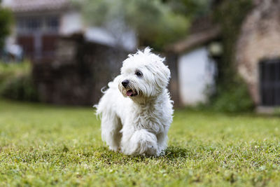 Maltese dog on a spring day