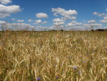 Wheat field against sky