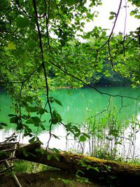 Trees by lake in forest