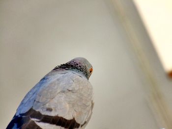 Close-up of bird perching on railing