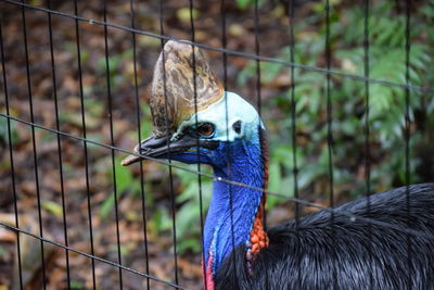 Close-up of parrot in cage