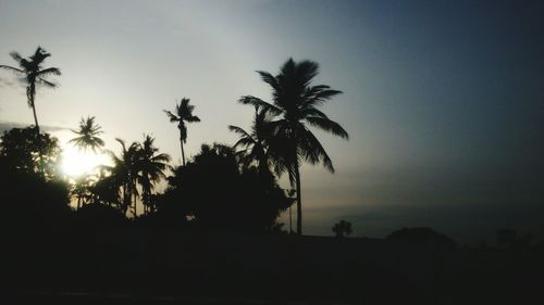 Silhouette palm trees against clear sky