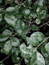 Close-up of leaves