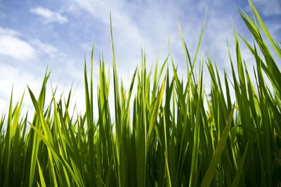 Plants growing in field