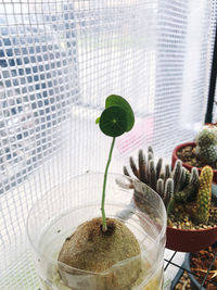 Close-up of small potted plant on glass window