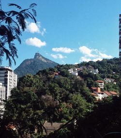 Trees in town against sky