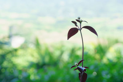 Close-up of plant