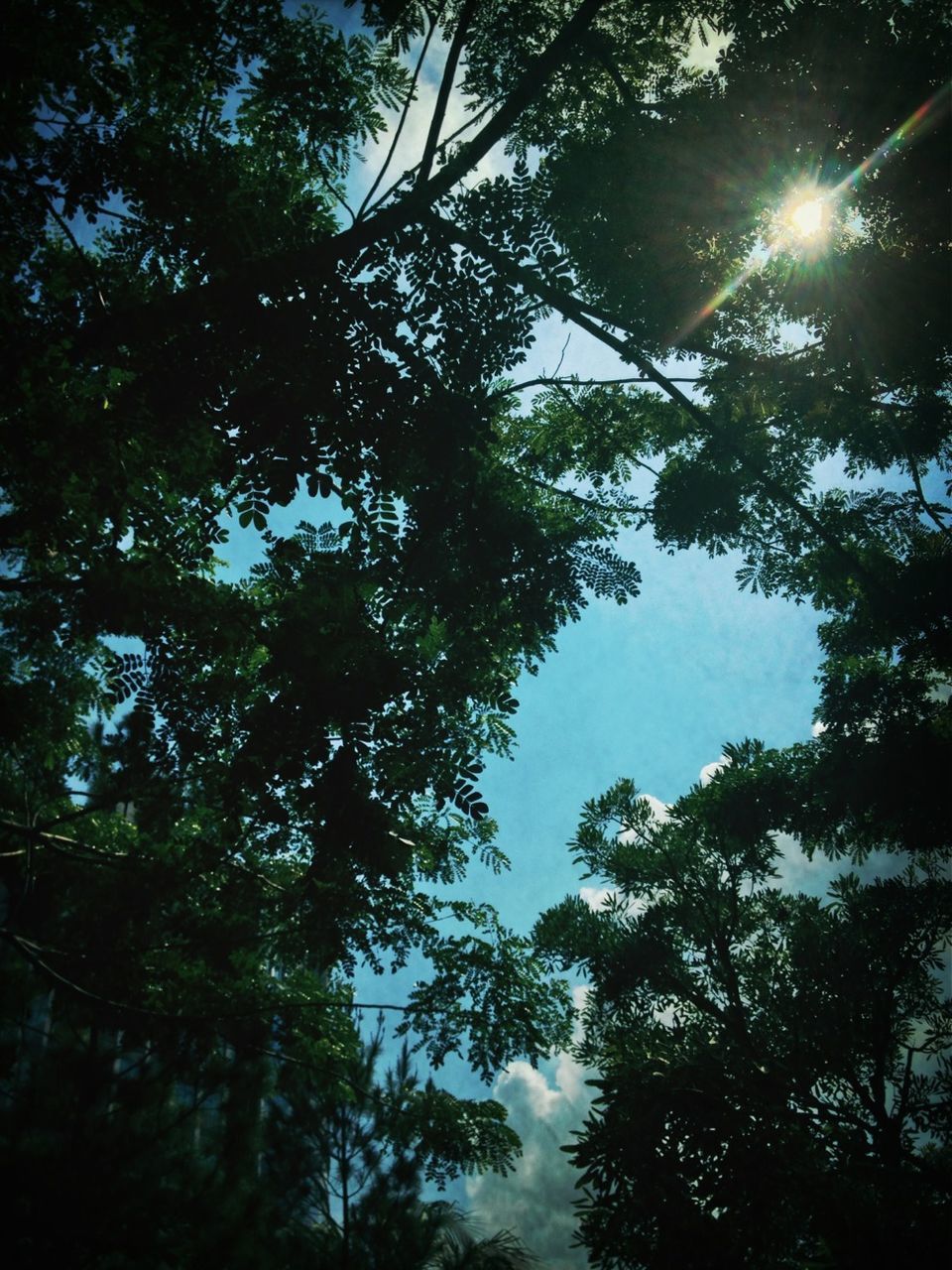 tree, low angle view, branch, growth, tranquility, nature, beauty in nature, sky, scenics, forest, tranquil scene, sunlight, silhouette, outdoors, no people, day, sun, idyllic, green color, treetop