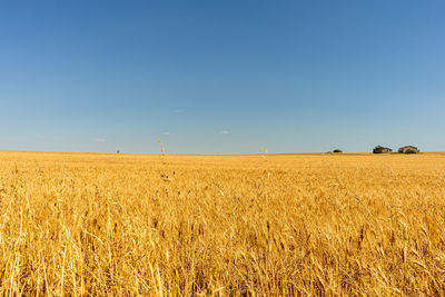 Scenic view of field against clear sky