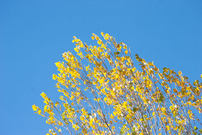 Low angle view of yellow flowering plant against clear blue sky