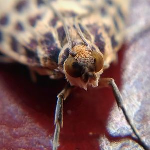 Close-up of spider