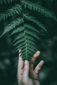 Close-up of hand holding fern leaves