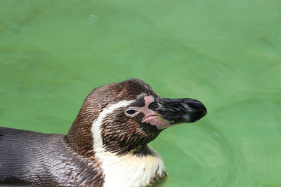 Close-up of a bird looking away