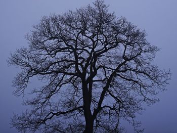 Low angle view of bare tree against clear sky