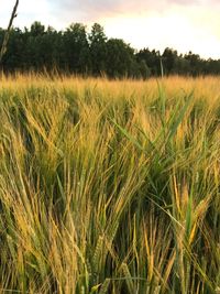 Close-up of wheat field against sky