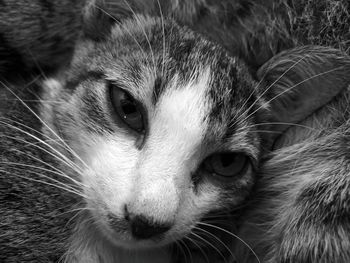 Close-up portrait of cat