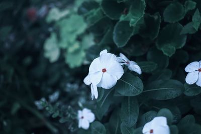 Close-up of white flowering plant