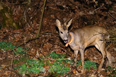 Portrait of deer in forest