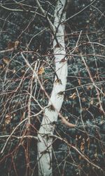 Close-up of bare tree in forest