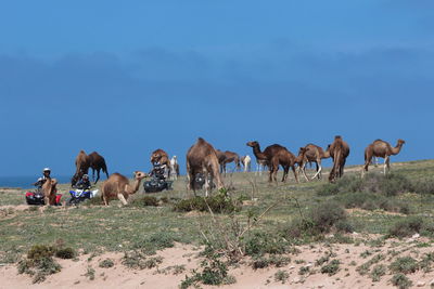 Horses on a field