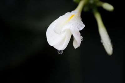 Close-up of wet white rose flower