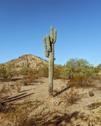 Cactus growing on field against clear blue sky