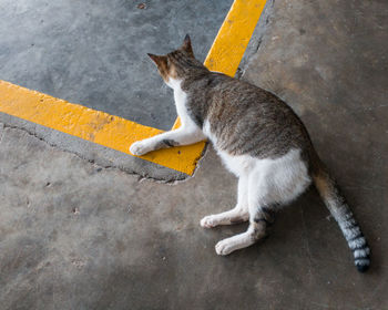 High angle view of tabby cat