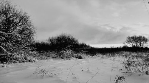 Trees on snow covered landscape against sky