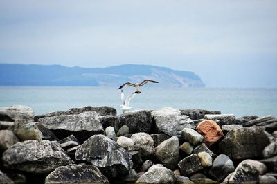 Seagull flying over rocks in sea against sky and mountains 