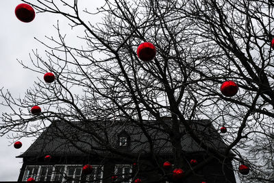 Low angle view of red lanterns hanging on tree