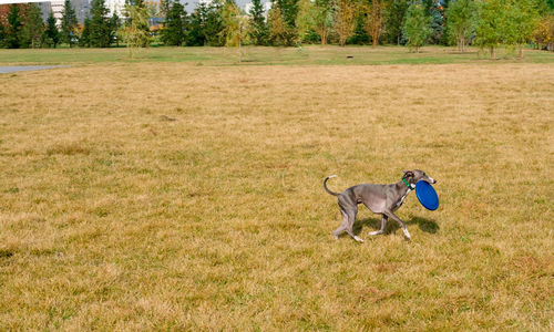 Dog running in field