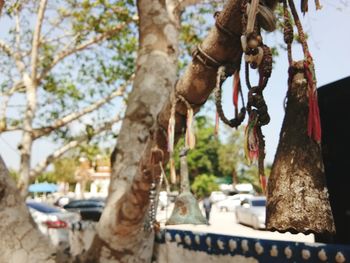 Close-up of tree trunk