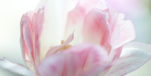 Close-up of pink rose flower