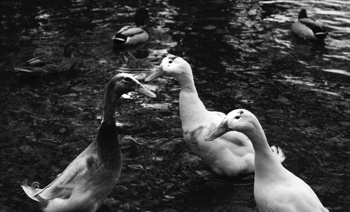 Close-up of geese on lakeshore