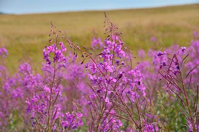 Close-up of purple flowering plants on field