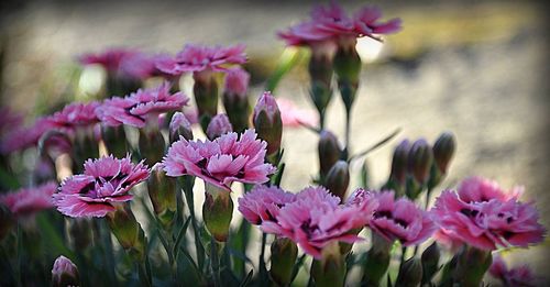 Close-up of pink flowers