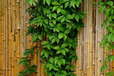 Close-up of ivy growing on wall