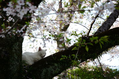 Low angle view of cat on tree