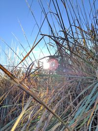 Low angle view of plants growing on field against sky