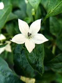 Close-up of white flowering plant