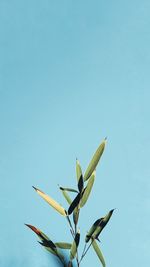 Low angle view of flowers against clear blue sky