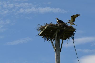 Low angle view of birds perching on nest against sky