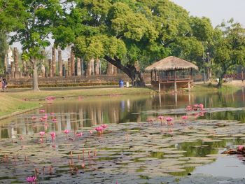 View of water lilies in lake
