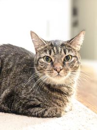 Close-up portrait of tabby cat