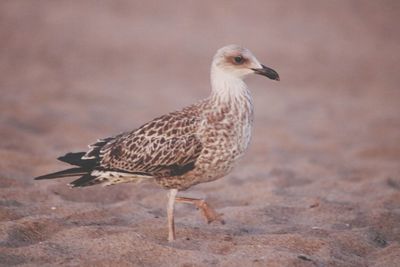 Close-up of seagull perching on a land