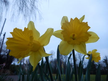 Close-up of yellow flower