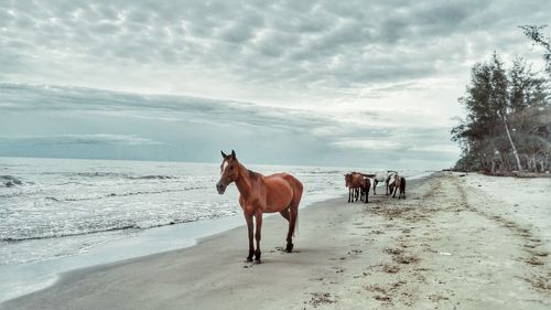 Horses on shore by sea against sky