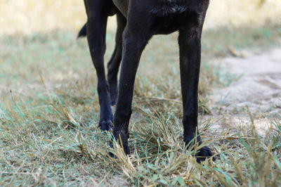 Low section of dog on field