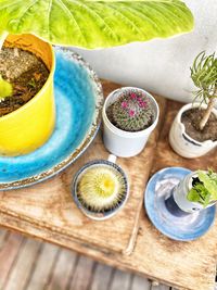 High angle view of potted  plants  in bowl on table 